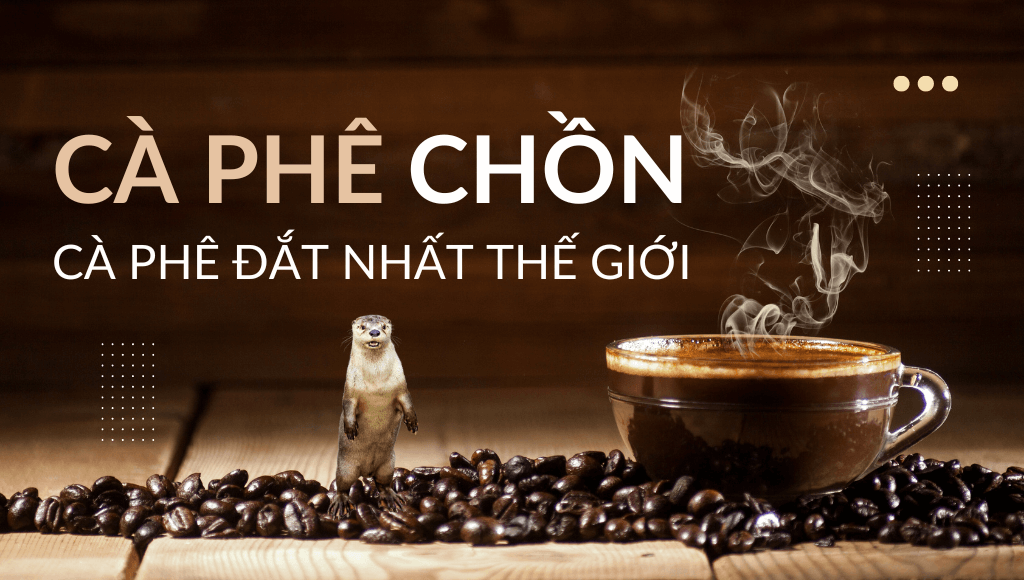 Cà phê chồn là gì Tất tần tật về cà phê chồn